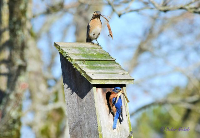 Bluebirds Build Nest (2)